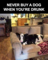 never buy a dog drunk