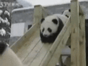 panda fun