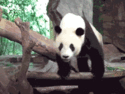 panda wakeup