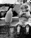 pingvin i detence