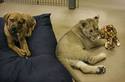 puppy vs lion cub 05