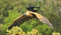 raven free ride