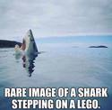 shark stepping on a lego