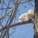 sleepy albino squirrel