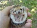 sleepy baby hedgehog