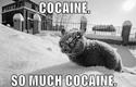 so much cocaine