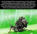 the assassin bug