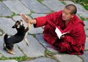 the monk and the dog