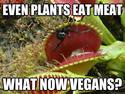 venus fly trap is not a vegan