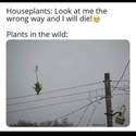 plants in the wild