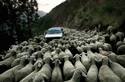 vnimanie preminavat ovci