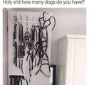 how many dogs do you have