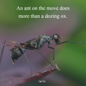 an ant on the move