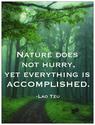 nature does not hurry