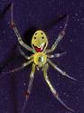 the happiest spider in the world