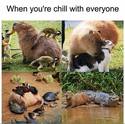when you are chill with everyone