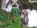 happy rabbits