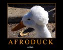 afroduck