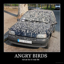 angry birds