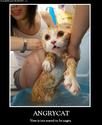 angrycat 2