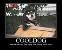 cooldog