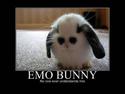 emo bunny