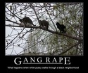 gang rape