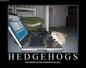 hedgehogs