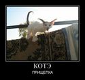 kote