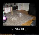 ninja dog