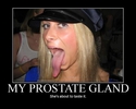 prostate gland