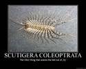 scutigera coleoptrata