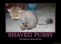 shaved pussy