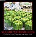 square watermelons