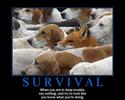 survival