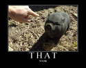 that is a pig