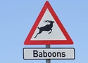 Baboons