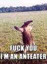 anteater2