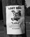 lost dog laika