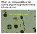 sad truth about the phytoplankton