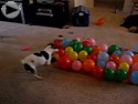 Dog vs Balloons