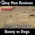 bunny vs dogs