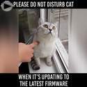 cat is updating firmware-do not disturb