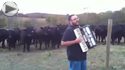 cows love accordion music