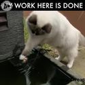 fish cat job done