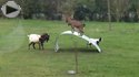 happy balancing goats