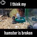 i thiink my hamster is broken