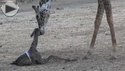masai jiraf birth