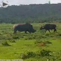 nosorog vs bivol