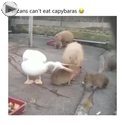 pelicans cant eat capybaras